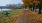 a park with benches and trees